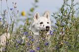 SIBERIAN HUSKY 086